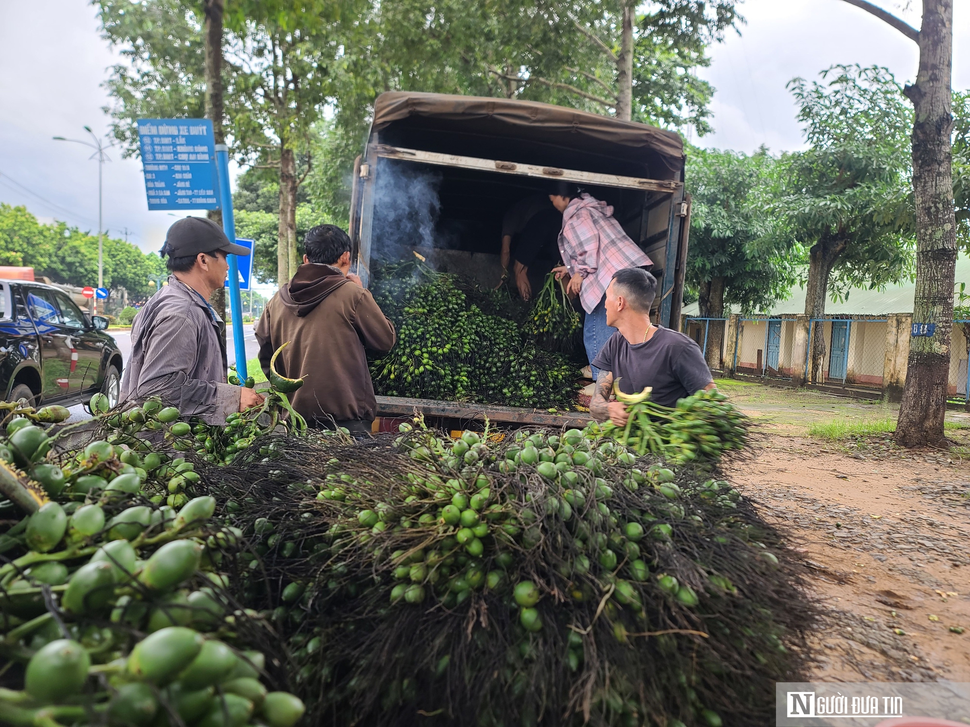 Giá cau leo thang, nông dân Đắk Lắk "đỏ mắt" tìm mua cau giống- Ảnh 1.