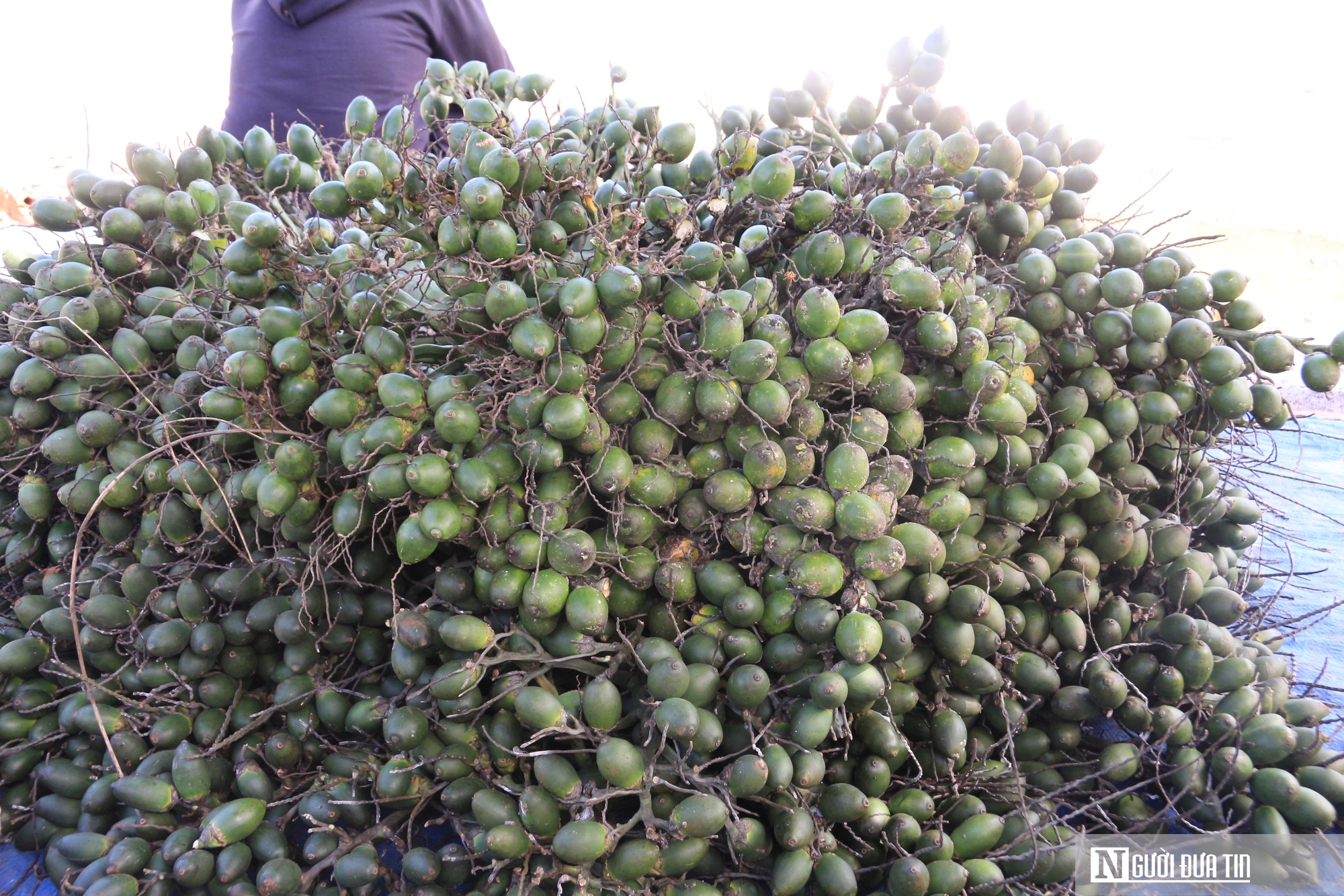 Giá cau leo thang, nông dân Đắk Lắk "đỏ mắt" tìm mua cau giống- Ảnh 2.