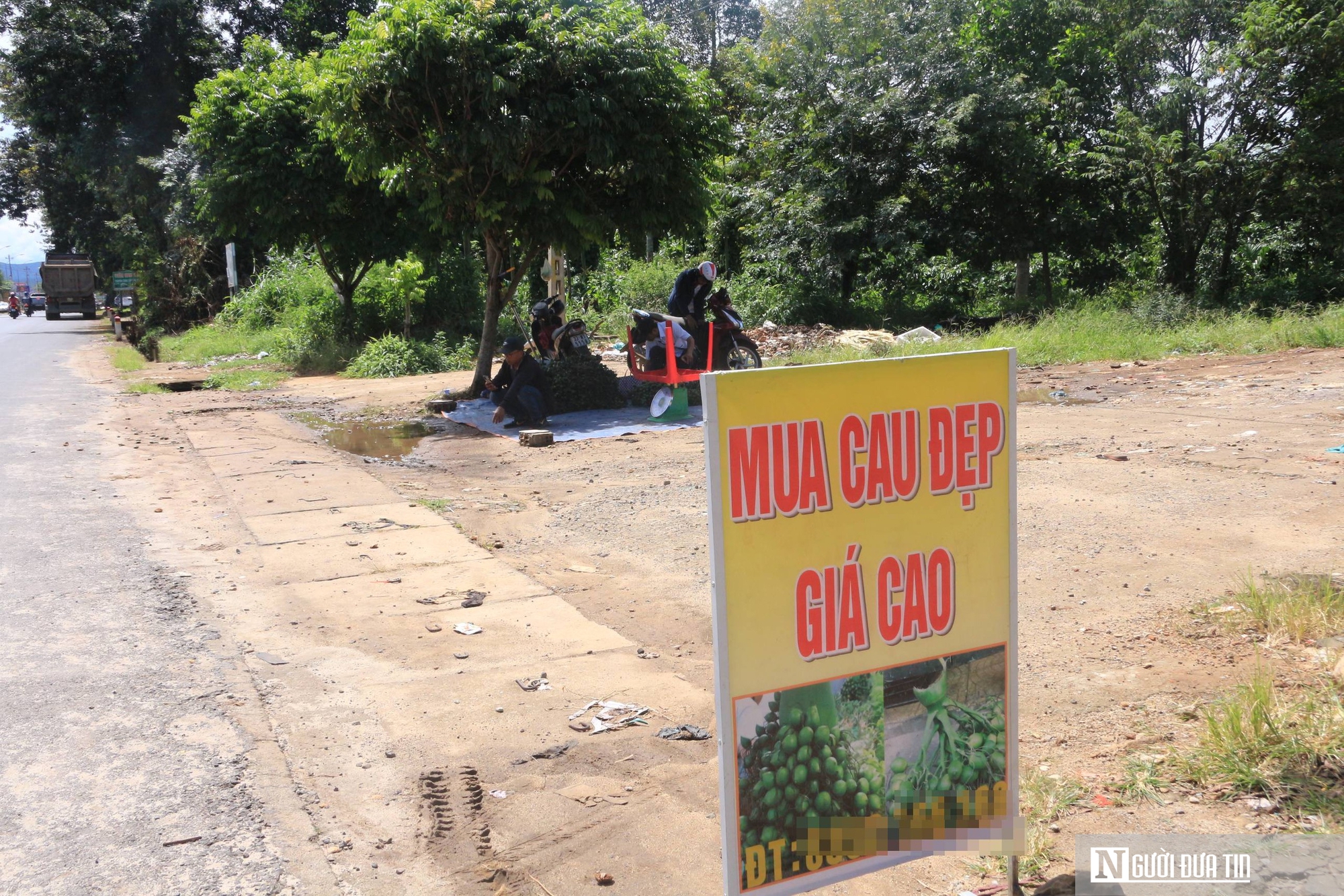 Giá cau leo thang, nông dân Đắk Lắk "đỏ mắt" tìm mua cau giống- Ảnh 5.