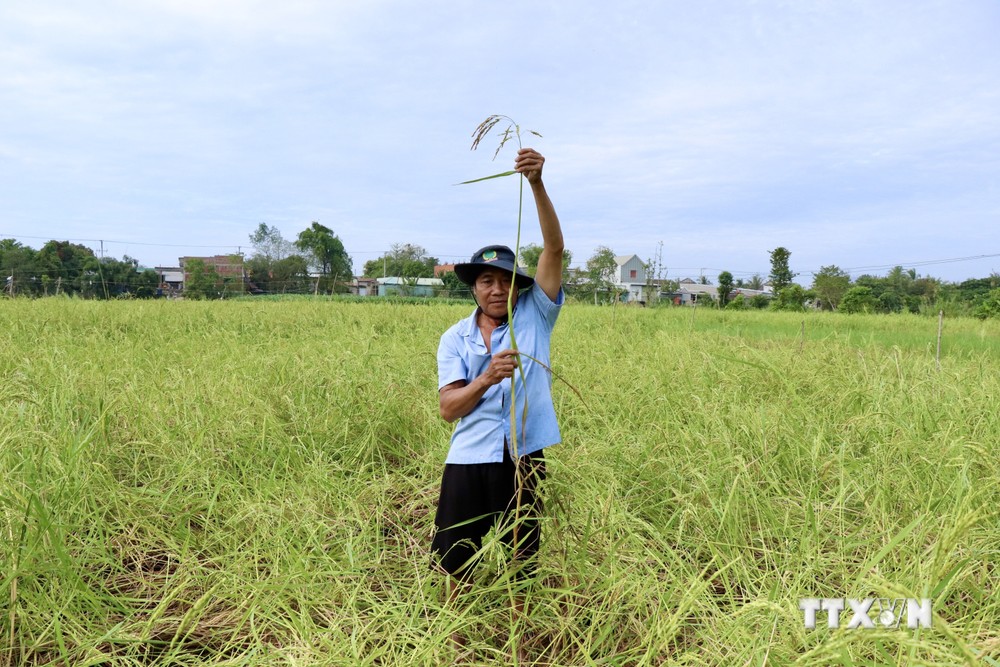 vna_potal_nong_dan_an_giang_trong_lua_mua_noi_cho_thu_nhap_cao  _7746638.jpeg