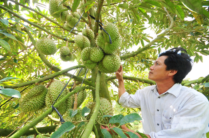 Hiện nay An Giang xuất khẩu trái cây sang các thị trường lớn như: Hoa Kỳ, New Zealand, Úc, Hàn Quốc, Trung Quốc và nhiều quốc gia khác. Ảnh: Lê Hoàng Vũ.