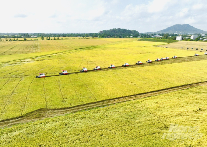 Năm 2024, An Giang triển khai 21 nghìn ha lúa theo quy trình thuộc Đề án 1 triệu ha lúa chất lượng cao với với hàng chục mô hình, mỗi mô hình 50ha. Ảnh: Lê Hoàng Vũ.