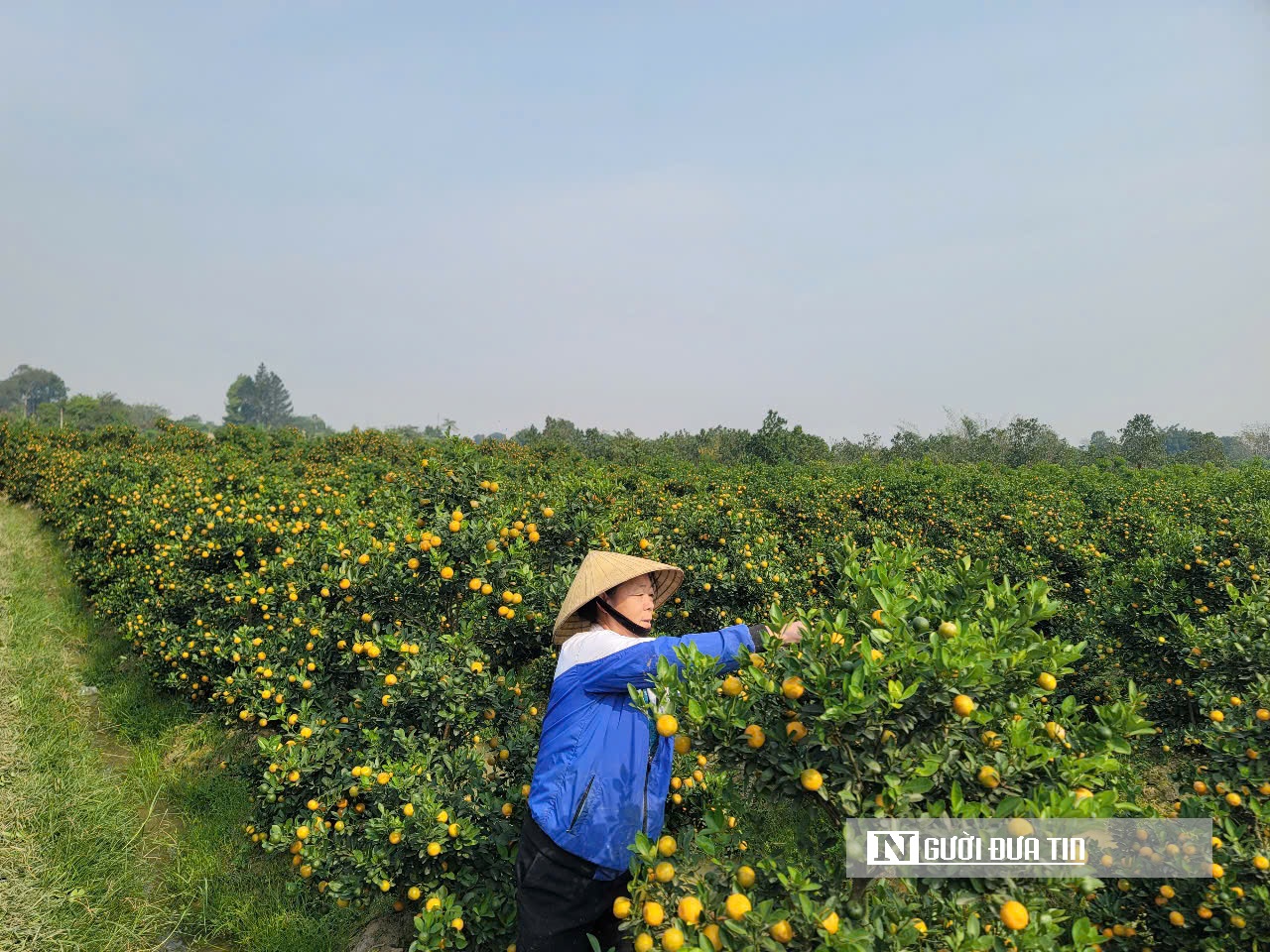 Nhà vườn phấn khởi khi thương lái chốt sớm, giá cao tại thủ phủ quất cảnh Thanh Hóa- Ảnh 7.