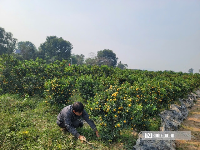 Nhà vườn phấn khởi khi thương lái chốt sớm, giá cao tại thủ phủ quất cảnh Thanh Hóa- Ảnh 6.