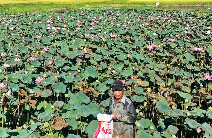 Ông Nguyễn Văn Hoài (thôn An Quý Bắc, xã Hoài Châu, thị xã Hoài Nhơn) với mô hình trồng sen kết hợp nuôi cá rô đầu vuông. Ảnh: V.Đ.T.