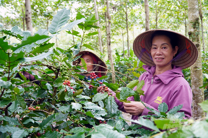 Thu hái cà phê đặc sản dưới tán rừng gáo vàng. Ảnh: Võ Dũng.