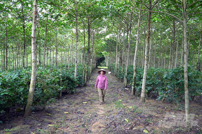 Không gian sinh thái đáng sống tại vườn cà phê đặc sản Madam Hương Coffee. Ảnh: Võ Dũng.