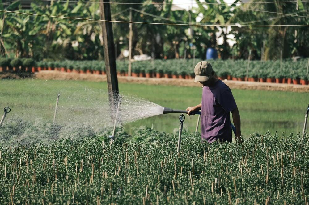 “Thời điểm này đã có khá nhiều thương lái ghé thăm hỏi giá, các bên thương lượng rất nhiệt tình tạo nên không khí mua bán nhộn nhịp những ngày cận Tết”, anh Đạt hào hứng chia sẻ. Ảnh: NVCC