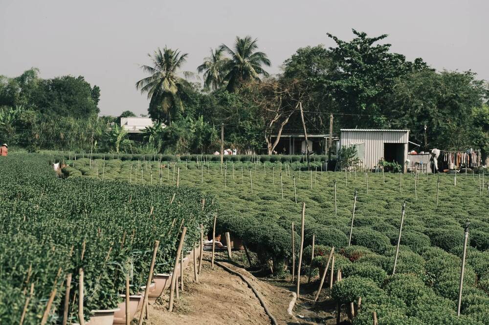 “Buổi sáng nắng nhẹ, khi chụp ảnh sẽ đẹp hơn. Ngoài ra đây cũng là thời gian các chủ vườn chăm sóc, tưới cây nên không khí sẽ nhộn nhịp. Đặc biệt, khi đến vào buổi chiều bạn có thể ngắm hoàng hôn trên các ruộng hoa. Khi đến chụp ảnh, bạn có thể xin phép các chủ vườn vào xem cận cảnh các chậu hoa để thấy rõ sự rực rỡ và bắt được những bức ảnh đẹp nhất”, anh Đạt cho biết. Ảnh: NVCC