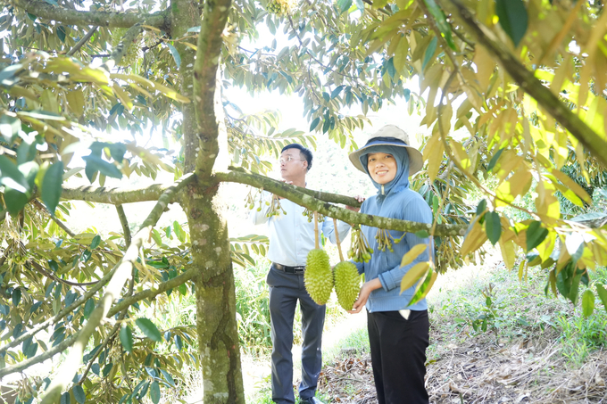 Dù chăm sóc bình thường nhưng vườn sầu riêng tại DNo Farm lại ra quả nghịch mùa, chín vào dịp Tết Nguyên Đán, thu hoạch đến khoảng tháng 4 - thời điểm các vườn sầu riêng khác bắt đầu chín. Ảnh: Hồng Thủy. 