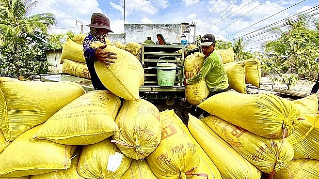 Gi&aacute; l&uacute;a gạo h&ocirc;m nay 14/1: gi&aacute; gạo giảm nhẹ. Ảnh minh họa.