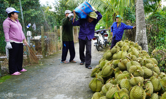 Thu hoạch sầu riêng nghịch vụ tại thị xã Cai Lậy, Tiền Giang. Ảnh: Hoàng Nam