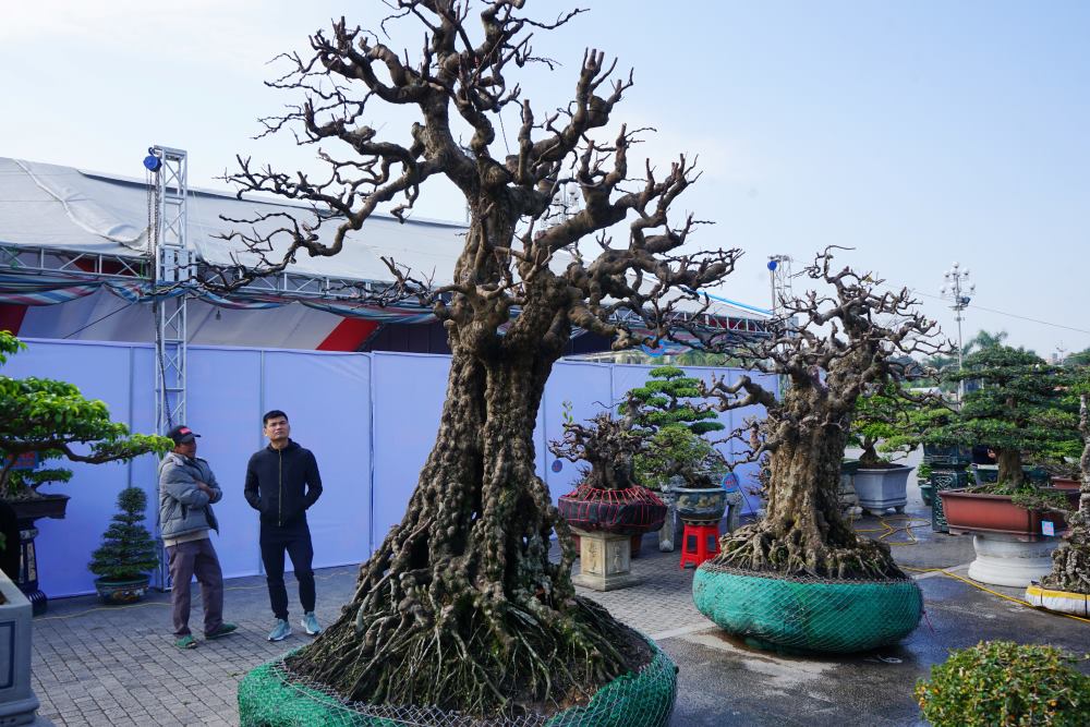 Những gốc khế cổ thụ, có giá hàng tỉ đồng thu hút sự chú ý của người dân. Ảnh: Quách Du