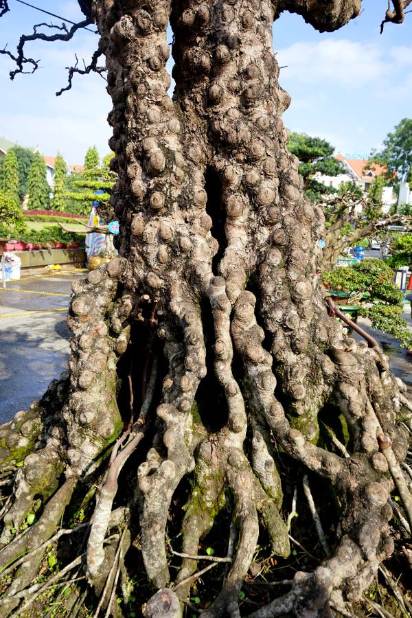 Thân cây khế xù xì, với các ụ nổi chi chít. Ảnh: Quách Du