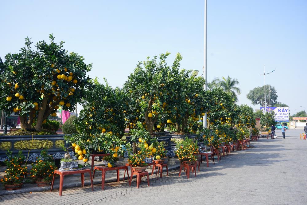 Hiện nay, tại quảng trường Lam Sơn, TP Thanh Hóa đang trưng bày rất nhiều cây cảnh, hoa tết, bưởi, đào, quất...để phục vụ người dân vui Xuân, đón Tết. Ảnh: Quách Du