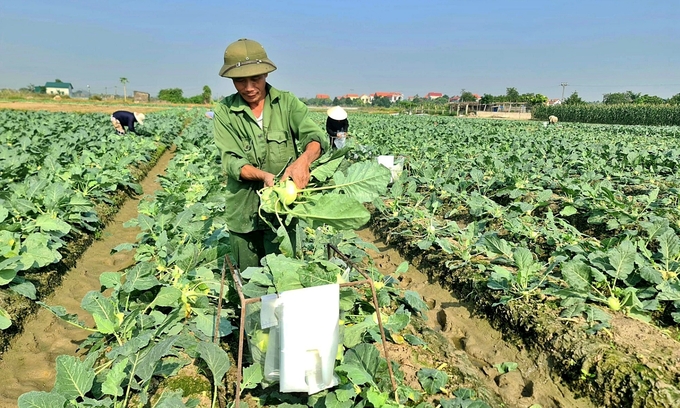 Người dân thu hoạch su hào - một trong số những cây vụ đông chủ lực của Hải Dương. Ảnh: Trần Hiền.