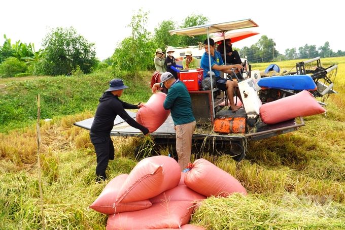 Nhiều diện tích lúa đông xuân sớm ở tỉnh Đồng Tháp, Sóc Trăng đã bước vào giai đoạn thu hoạch rộ. Ảnh: Kim Anh.