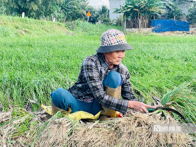 Bà Lê Thị Thắng - người trồng kiệu lâu năm ở Mỹ Trinh tất bật thu hoạch kiệu kịp giao cho thương lái.