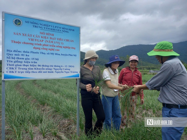 Kiệu Phù Mỹ nâng phẩm cấp, chất lượng với mô hình canh tác VietGAP. Ảnh: Cường Nguyễn