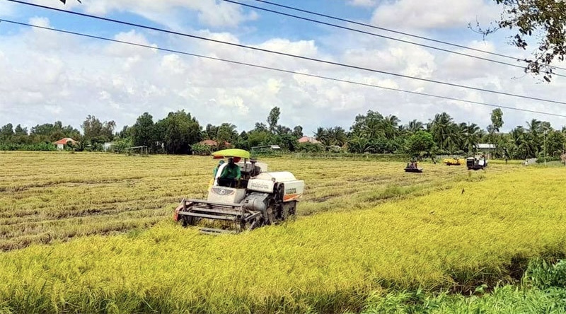 Thu hoạch l&uacute;a tại Đồng bằng s&ocirc;ng Cửu Long. Ảnh: L&agrave;m Giang