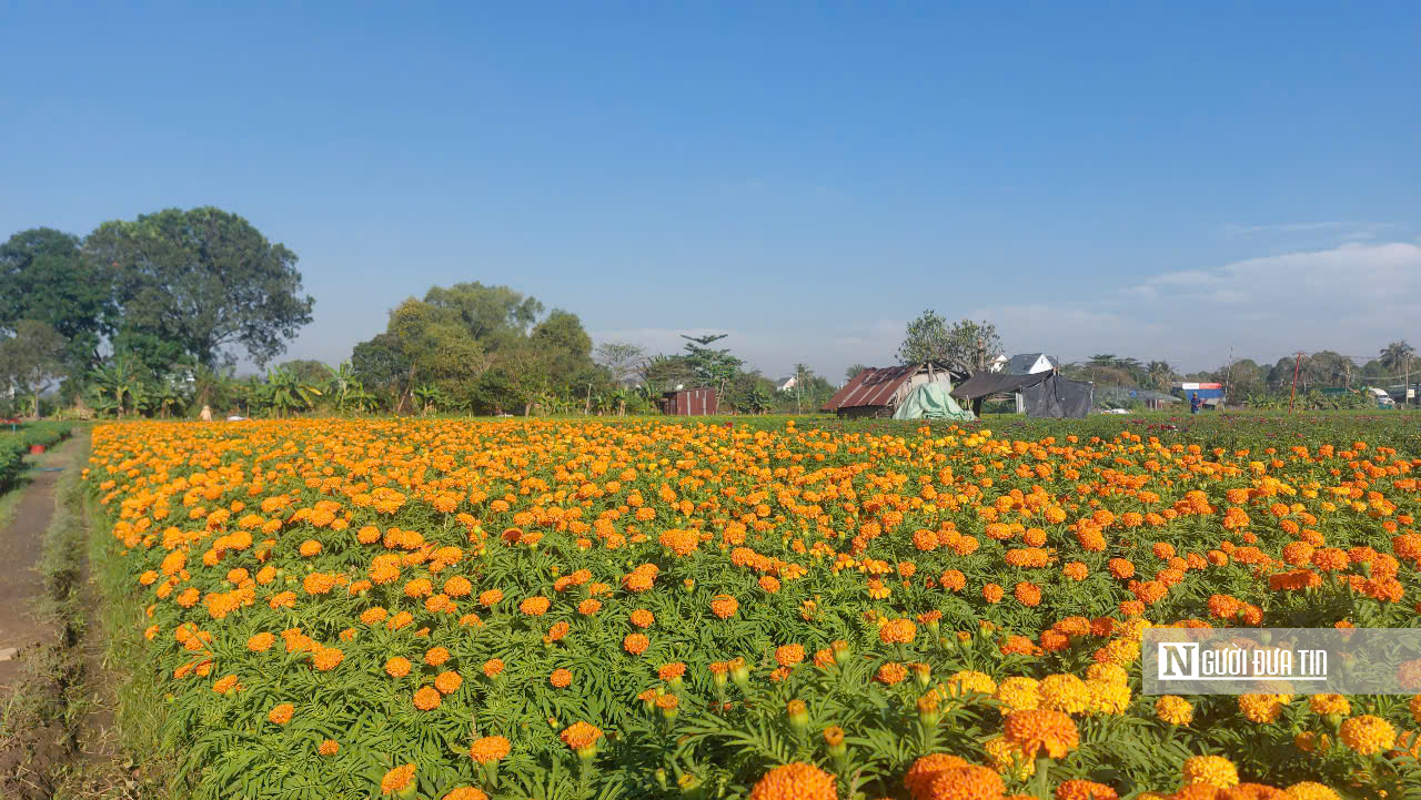 Làng hoa Tân Ba không chỉ là nơi cung cấp hoa cho thị trường mà còn là điểm đến hấp dẫn cho những ai yêu thích khám phá nét đẹp của làng quê Việt Nam vào mỗi độ Xuân về.