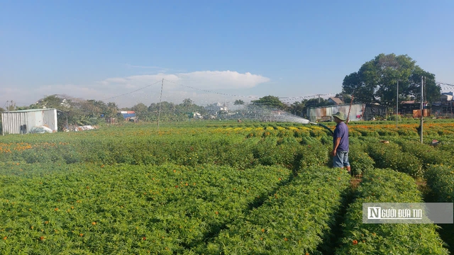 Bên những khoảnh hoa bán Tết, nhiều hộ dân còn thực hiện trồng thêm nhiều sản phẩm hoa để bán trong dịp tháng Giêng.