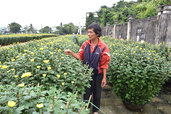 Nhờ ngắt điện sớm nên 350 chậu cúc của anh Nguyễn Văn Tuấn ở phường Bình Định (thị xã An Nhơn, Bình Định) đã cho hoa hàm tiếu. Ảnh: V.Đ.T.