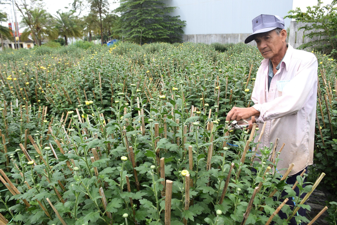 Ông Lê Văn Vĩnh (60 tuổi) ở khu phố Vĩnh Liêm (phường Bình Định) buồn bã bên những chậu cúc cho hoa muộn Tết. Ảnh: V.Đ.T.