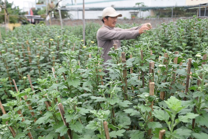 300 chậu cúc của anh Lê Văn Khánh đến giờ vẫn còn xanh um, không thương lái nào ngó ngàng. Ảnh: V.Đ.T.