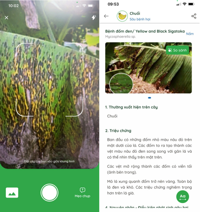 Nhận diện bệnh hại cây trồng bằng công nghệ AI của mobiAgri. Ảnh: PPD.