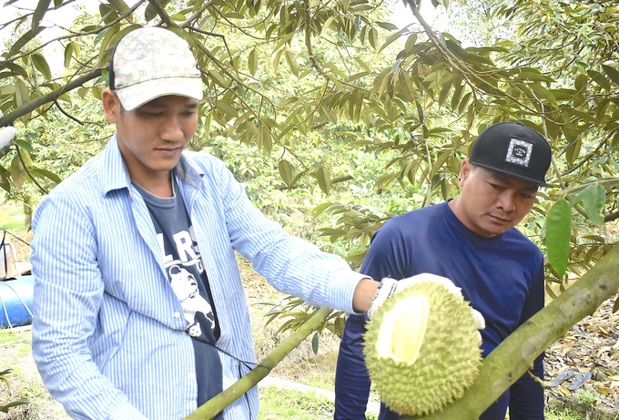 Thử tuổi cơm sầu riêng để thu hoạch. Ảnh: Minh Đảm.