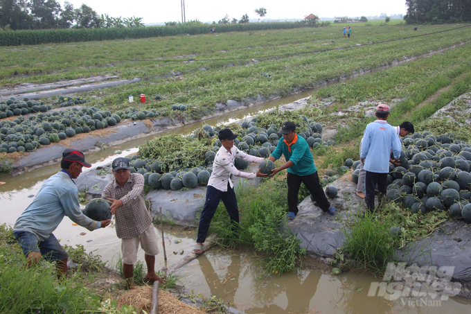 Nông dân xã Vĩnh Phú Đông, huyện Phước Long, tỉnh Bạc Liêu tất bật thu hoạch vụ dưa hấu cuối năm. Ảnh: Trọng Linh.