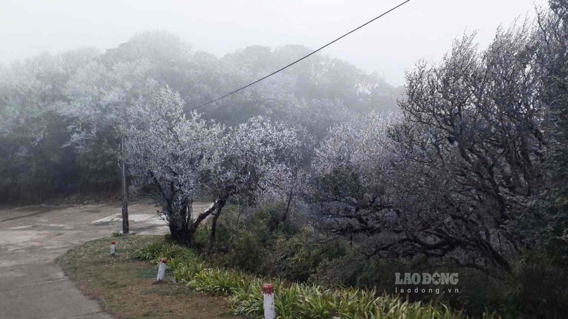 Băng giá xuất hiện, bám trên cành lá. Ảnh: Tân Văn.