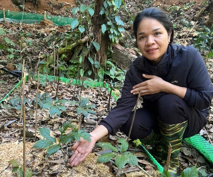 Sâm Ngọc Linh được người dân chăm sóc ký lưỡng trong ngày Tết Nguyên đán. Ảnh: CTV.