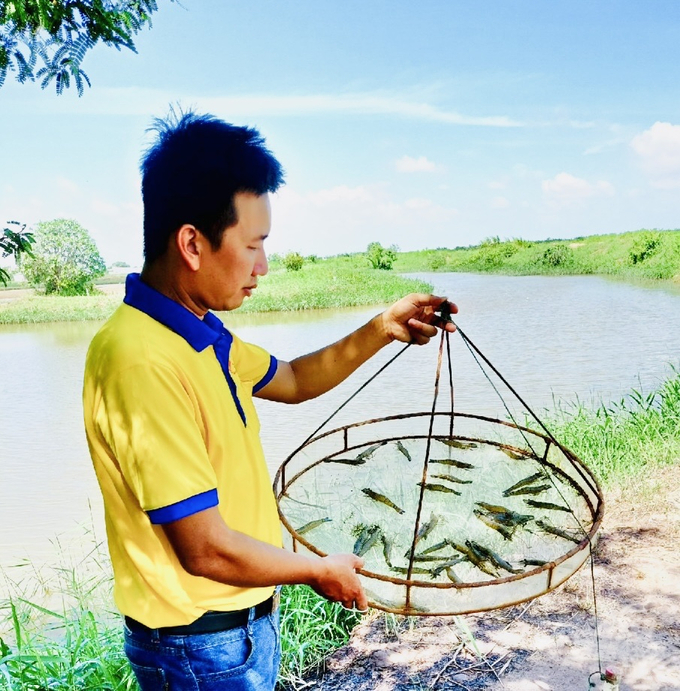 Đến nay, tỉnh Cà Mau có 2 chứng nhận quốc tế cho vùng chuyên canh lúa - tôm. Ảnh: Trọng Linh.