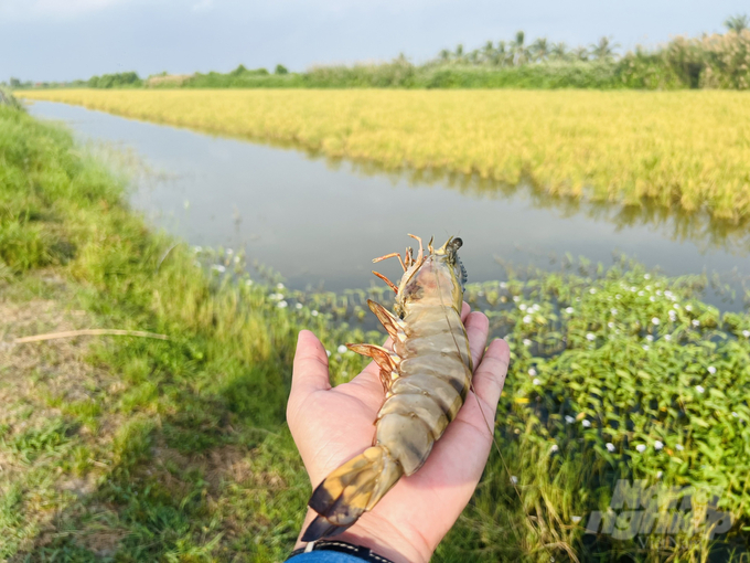 Tôm Cà Mau đã xuất khẩu đi nhiều nước trên thế giới. Ảnh: Trọng Linh. 