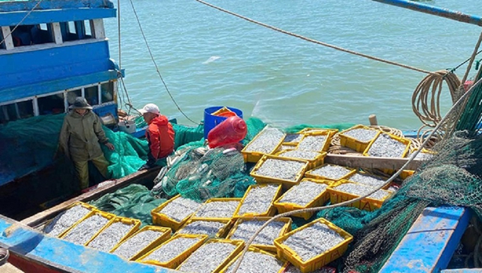 Nhiều tàu cá đánh bắt gần bờ của ngư dân làng chài Nhơn Lý (thành phố Quy Nhơn, Bình Định) sau một buổi đánh bắt cập bờ với khoang tàu đầy ắp cá cơm. Ảnh: N.T.