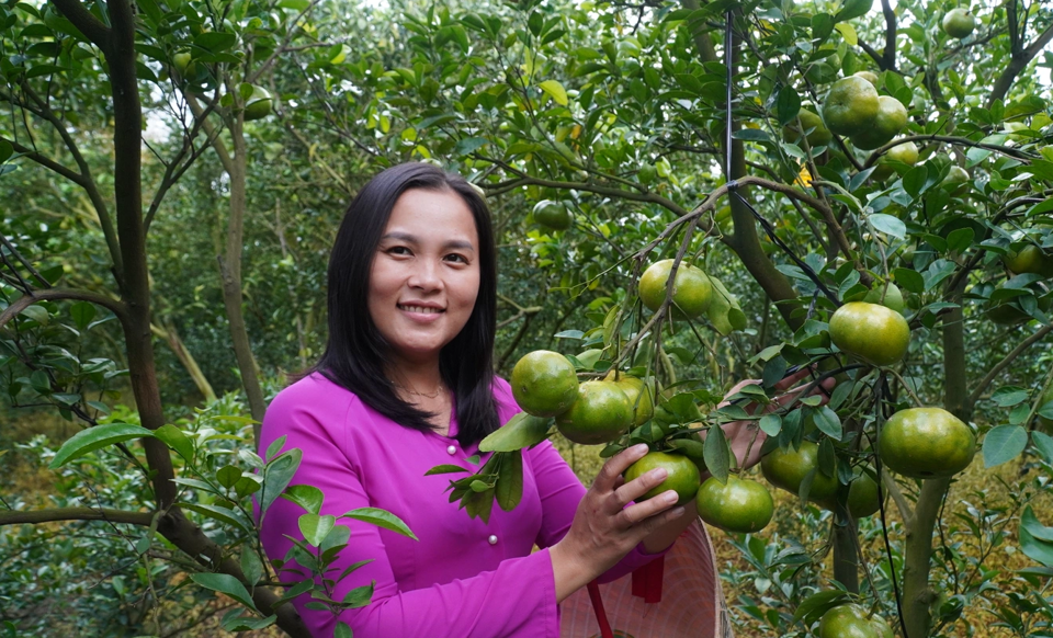 Chị Phan Thị B&iacute;ch Li&ecirc;n l&agrave; chủ nh&acirc;n đời thứ 3 của khu vườn qu&yacute;t hồng rộng hơn 3ha, lớn bậc nhất ở huyện Lai Vung, tỉnh Đồng Th&aacute;p. Ảnh NC