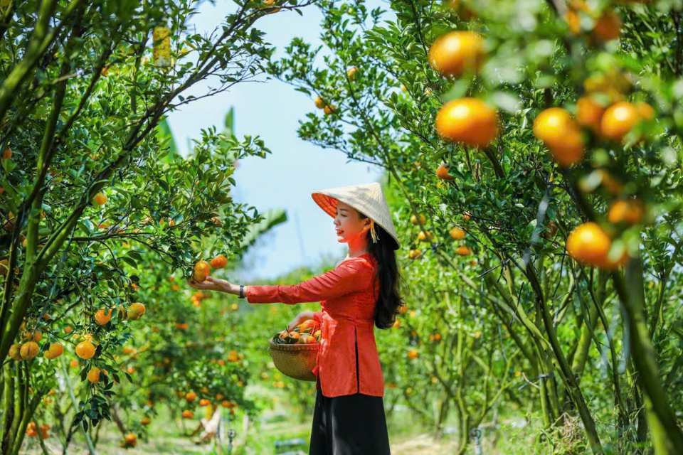 Trong dịp Tết Nguy&ecirc;n đ&aacute;n, vườn qu&yacute;t của chị Li&ecirc;n l&agrave; điểm tham quan được nhiều người lựa chọn.