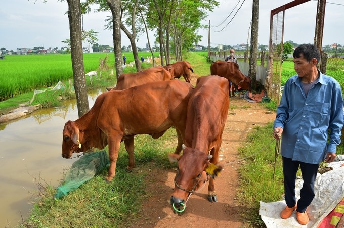 M&ocirc; h&igrave;nh chăn nu&ocirc;i b&ograve; sinh sản tại x&atilde; Cần Kiệm, huyện Thạch Thất (H&agrave; Nội). Ảnh: Thu Phượng