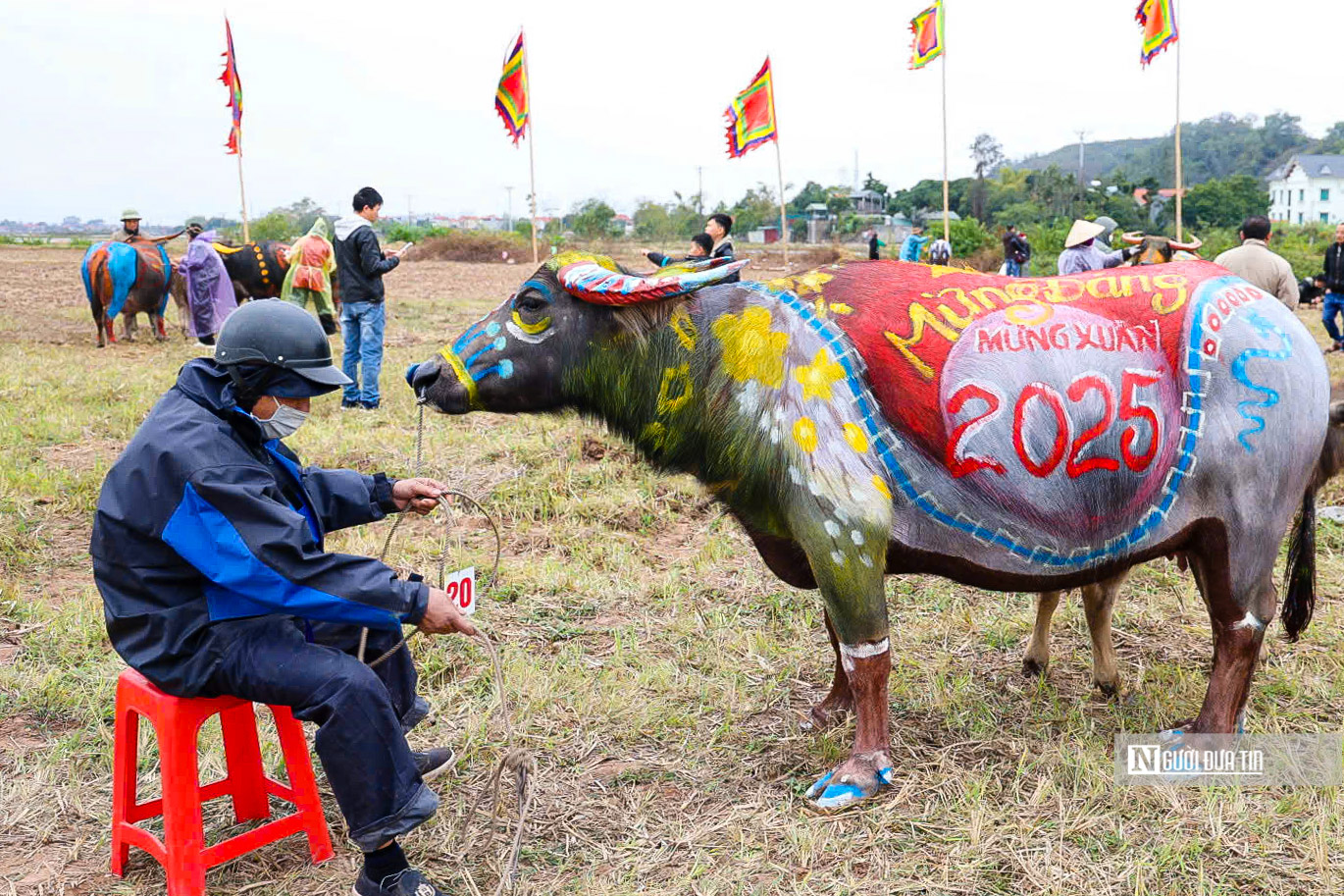 Những chú trâu "rực rỡ" đem xuân về tại lễ hội Tịch điền Đọi Sơn- Ảnh 7.