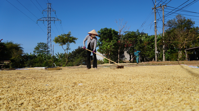 Cây lúa không chỉ đảm bảo an ninh lương thực mà còn góp phần vào công cuộc xóa đói giảm nghèo tại địa phương. Ảnh: Trần Trung.