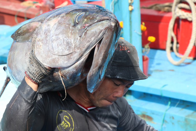 Ngư dân Phú Yên bốc dỡ thủy sản, đưa cá ngừ đại dương lên cảng xuất bán. Ảnh: KS.