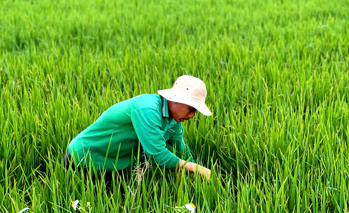 Mặc dù trong những ngày bận rộn đón Tết Ất Tỵ, nhiều nông dân cũng không bỏ bê việc đồng áng, tập trung chăm sóc cây trồng vụ đông xuân. Ảnh: HP.