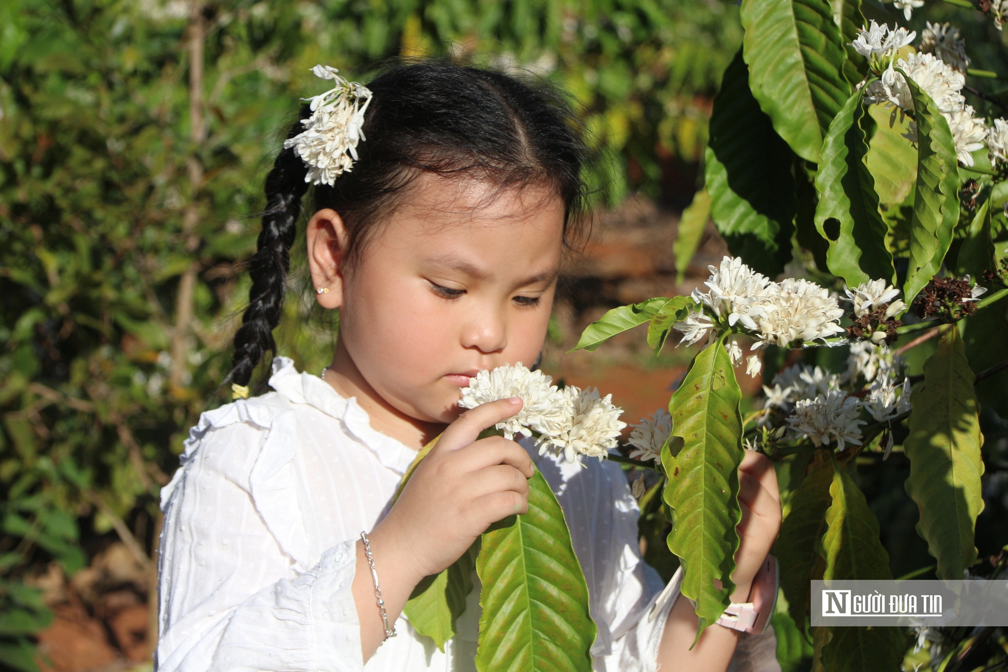 Hoa cà phê nở rộ tại 