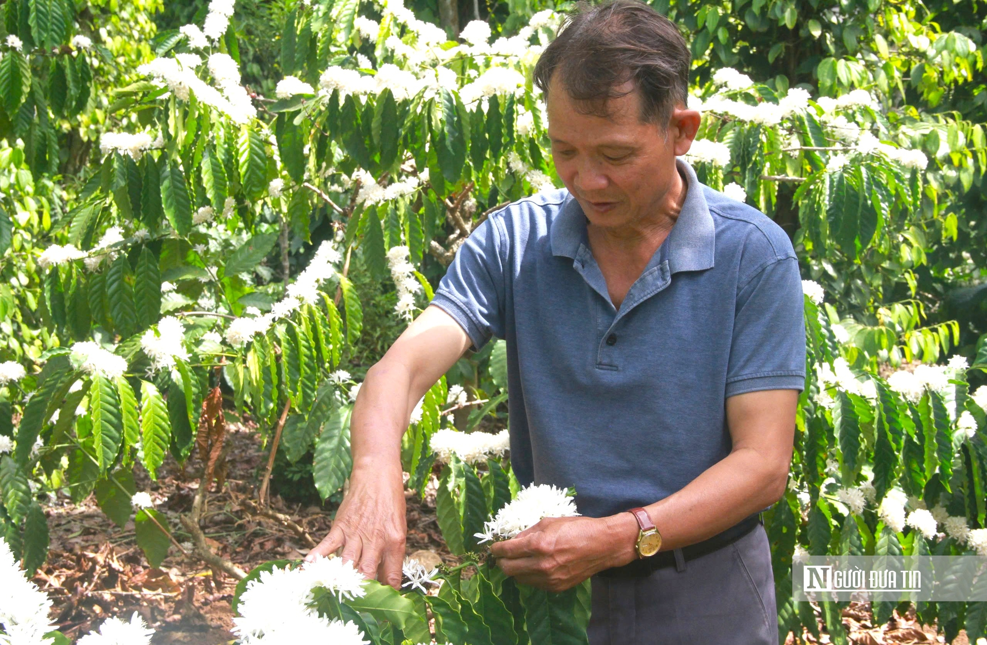 Hoa cà phê nở rộ tại 