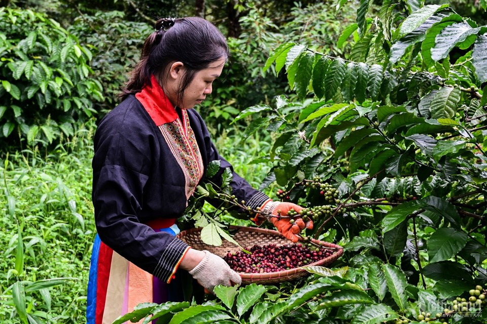 Gi&aacute; c&agrave; ph&ecirc; h&ocirc;m nay 7/2/2025: Arabica li&ecirc;n tiếp lập kỷ lục, tăng liền 12 ng&agrave;y &nbsp;