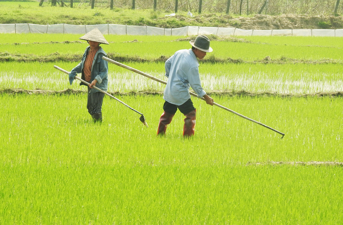 Nông dân Hà Tĩnh tập trung tỉa dặm, chăm sóc lúa xuân. Ảnh: Thanh Nga.