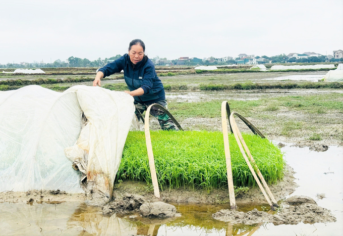 Ngành chuyên môn khuyến cáo nông dân tháo dỡ nilon để luyện mạ trước khi cấy số diện tích còn lại. Ảnh: Thanh Nga.