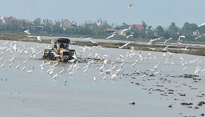 Đàn cò trắng bay theo máy bừa, lồng trên cánh đồng Hói Định. Ảnh: T. Đức.